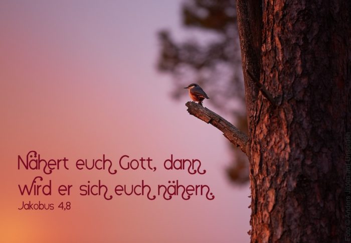 Vogel auf Ast im Abendrot