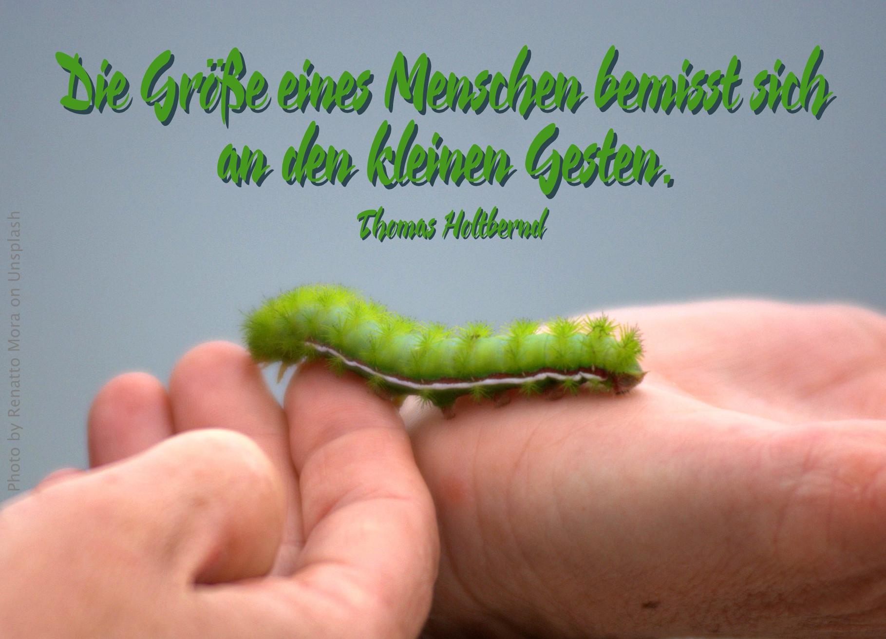 grüne Raupe auf der Hand