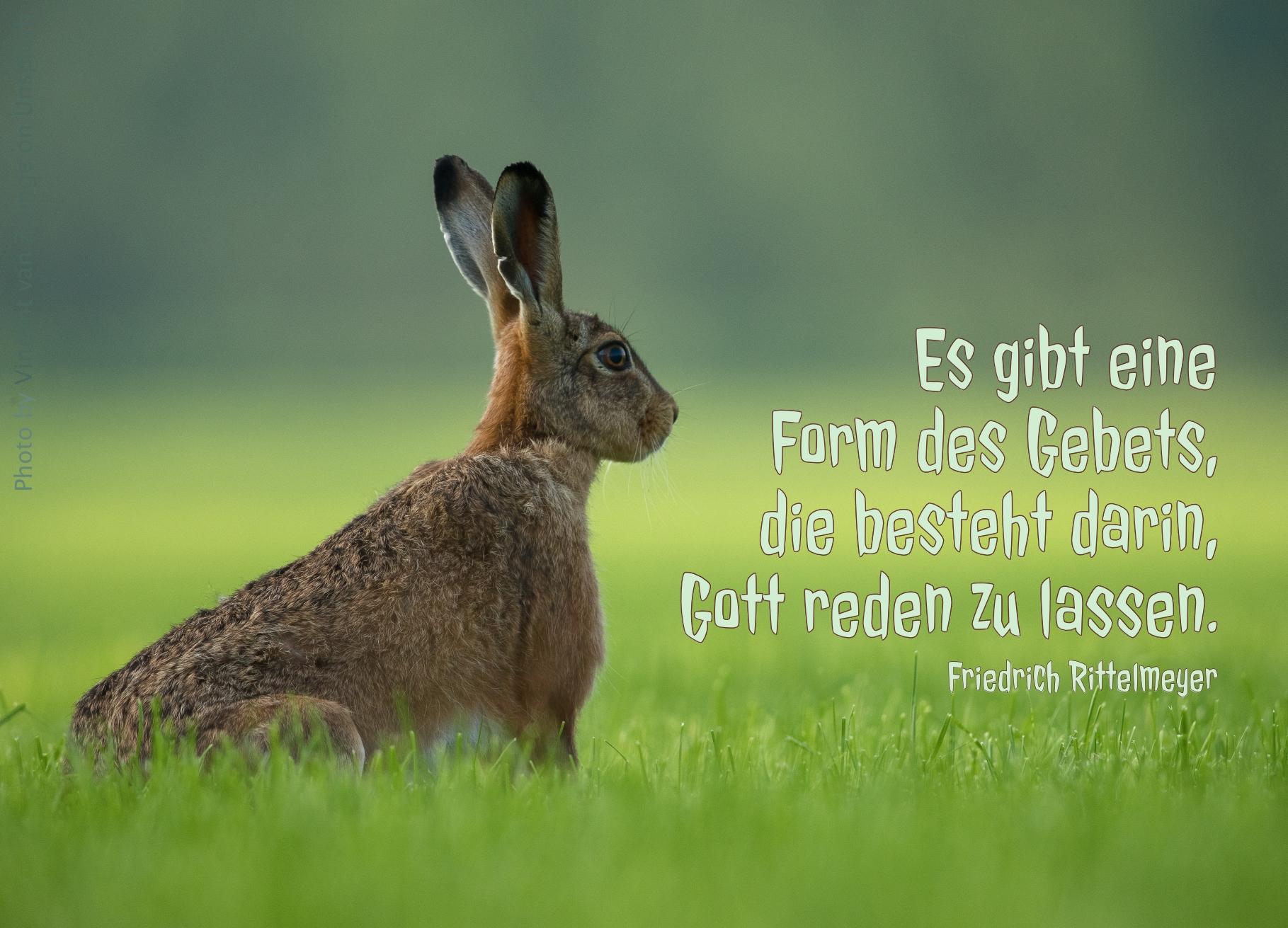 Hase mit erhobenen Ohren auf grüner Wiese