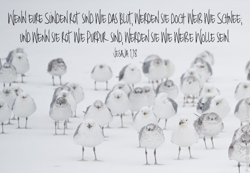 weiße Vögel im Schnee