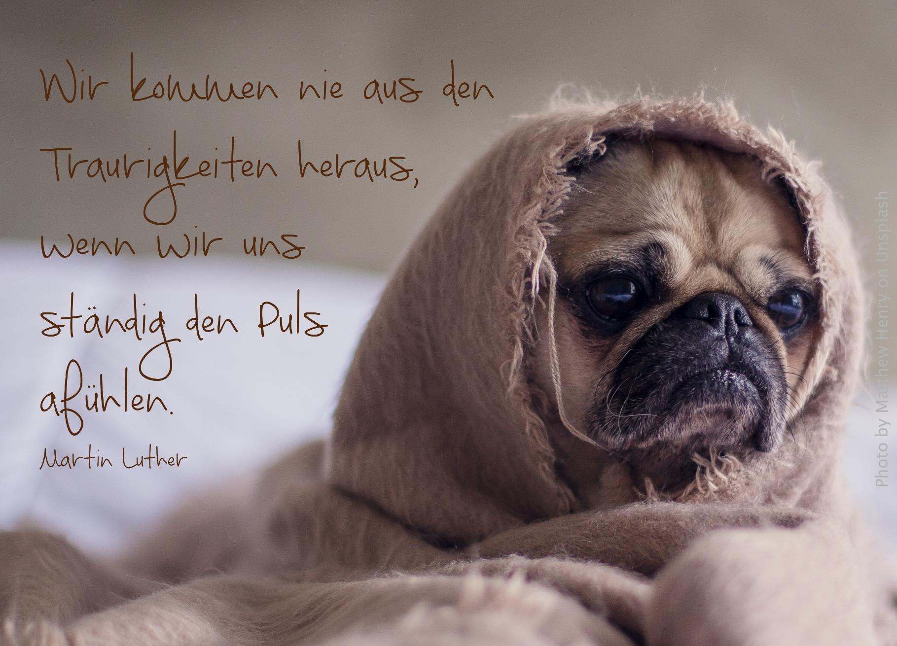 Mops in Decke eingehüllt