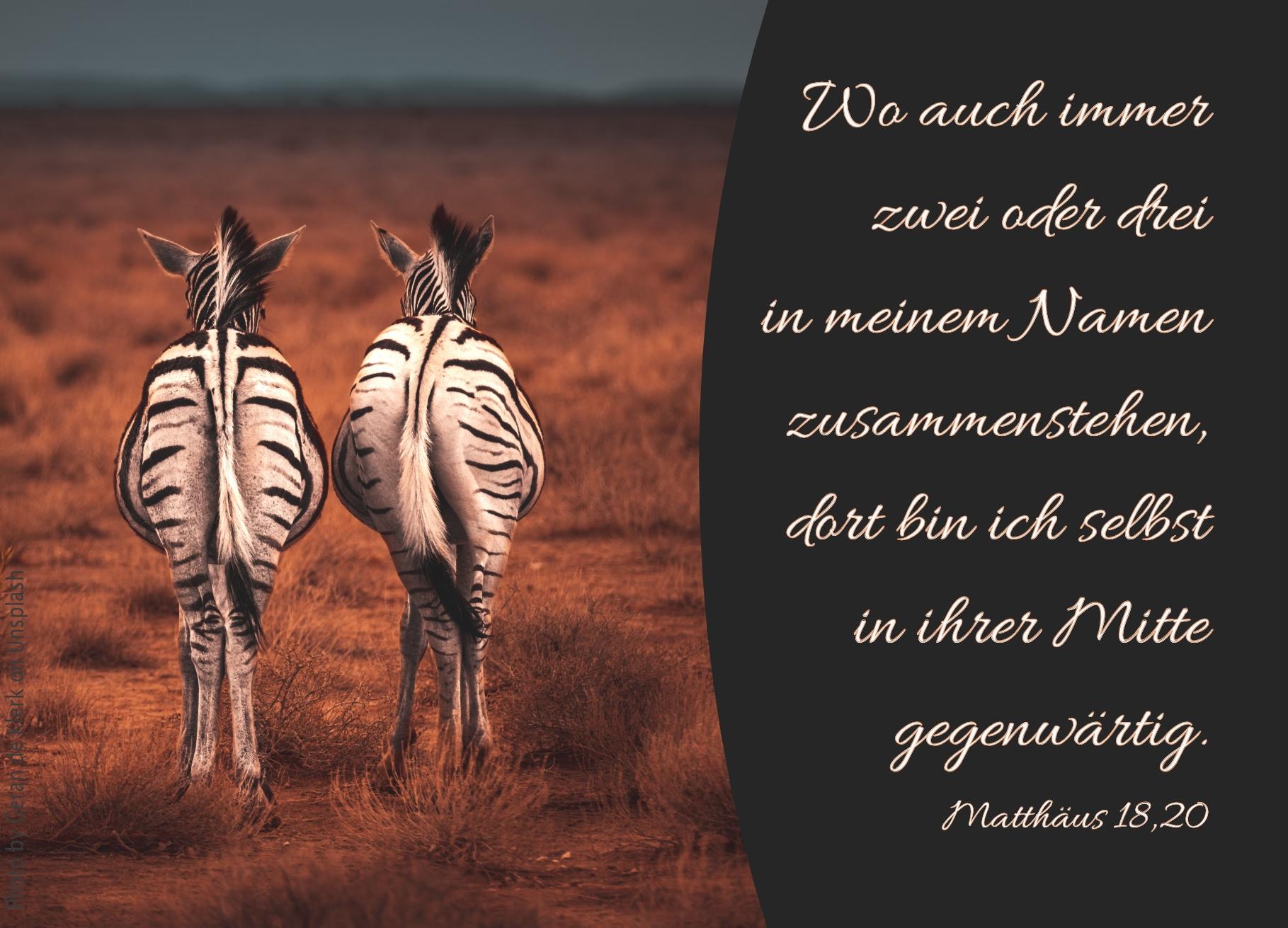 alt="zwei_zebras_erwartet_bibelhoerbuch_der_weg_zum_frieden"