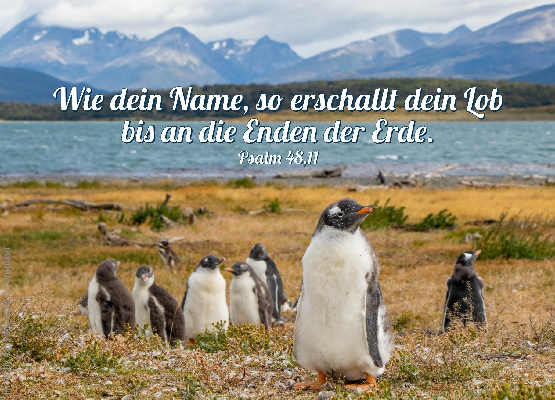 alt="Pinguine_auf_Gras_vor_Wasser_erwartet_bibelhoerbuch_Ehrenplaetze_bei_Jesus"
