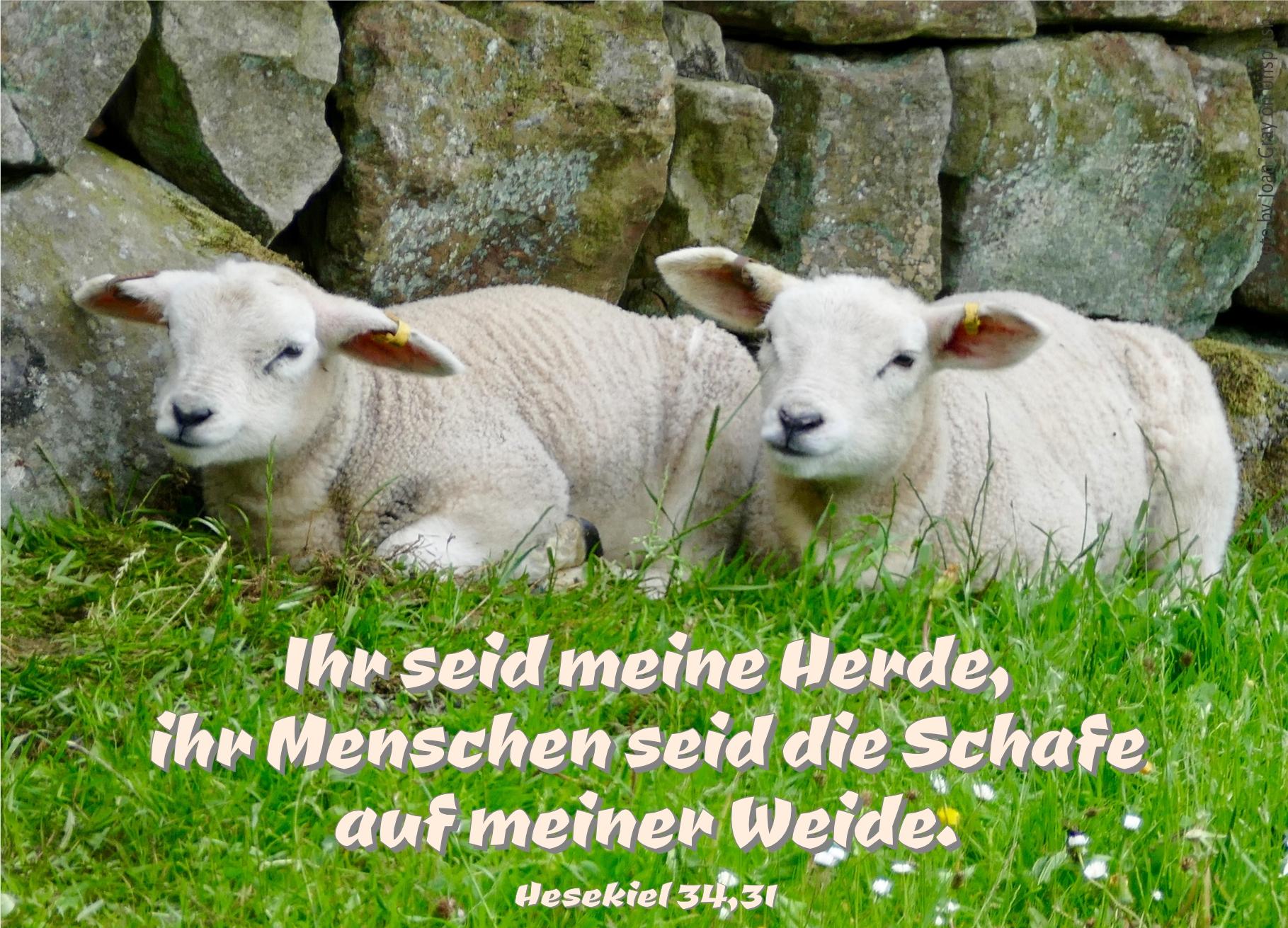 alt="zwei_Schafe_liegen_vor_Steinmauer_erwartet_bibelhoerbuch_die_botschaft_des_Waechters"